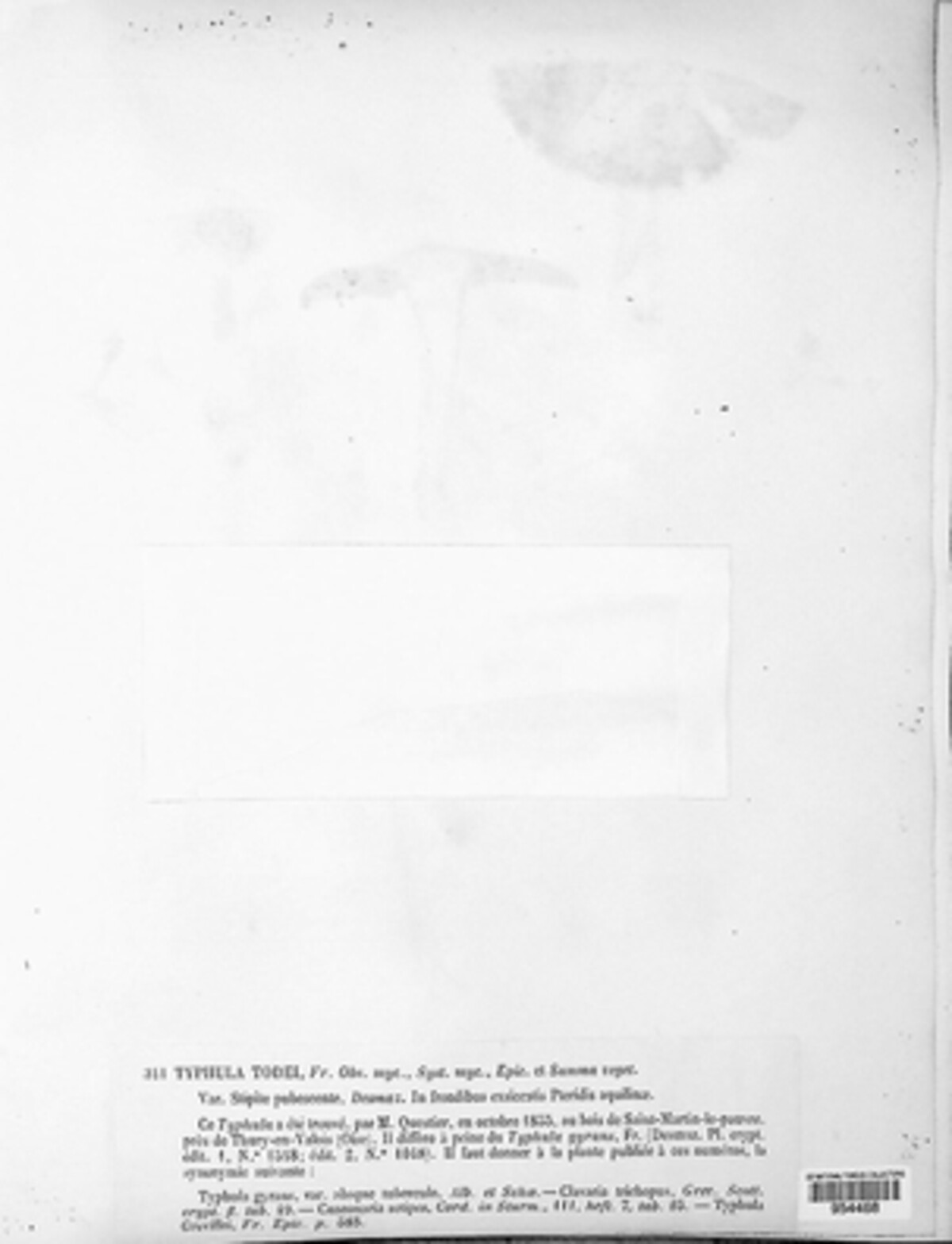 Typhula todei image